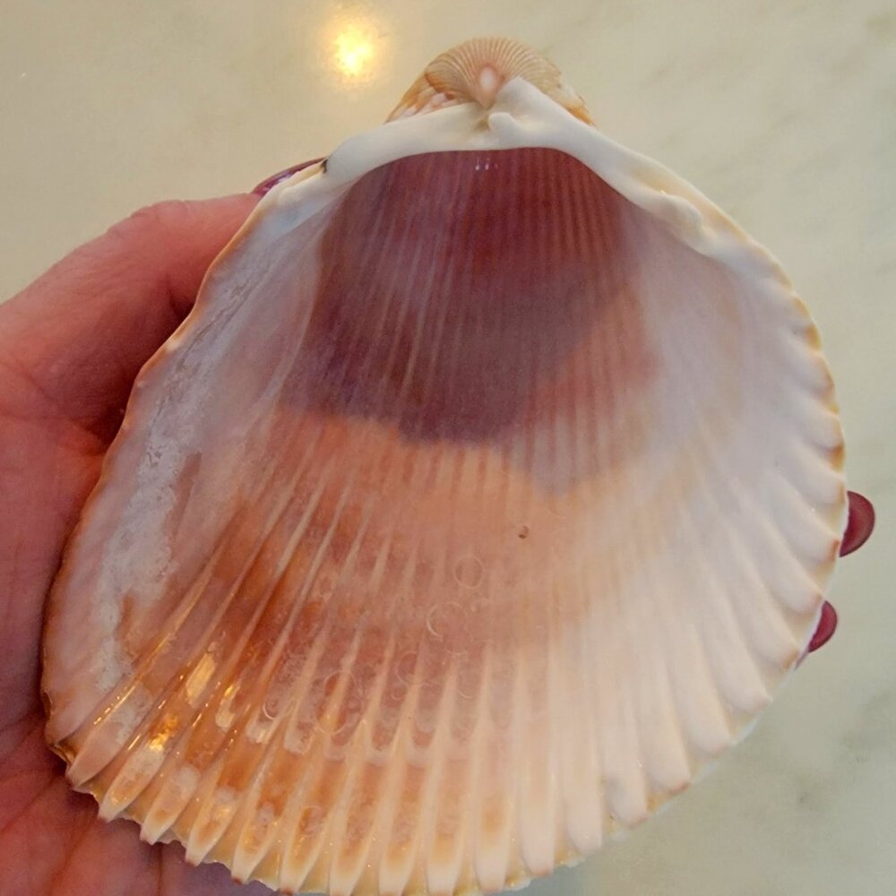 Large Cockle Shell (4.25") - Picture 4 of 4